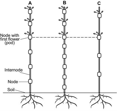 Height to first pod: A review of genetic and breeding approaches to improve combine harvesting in legume crops